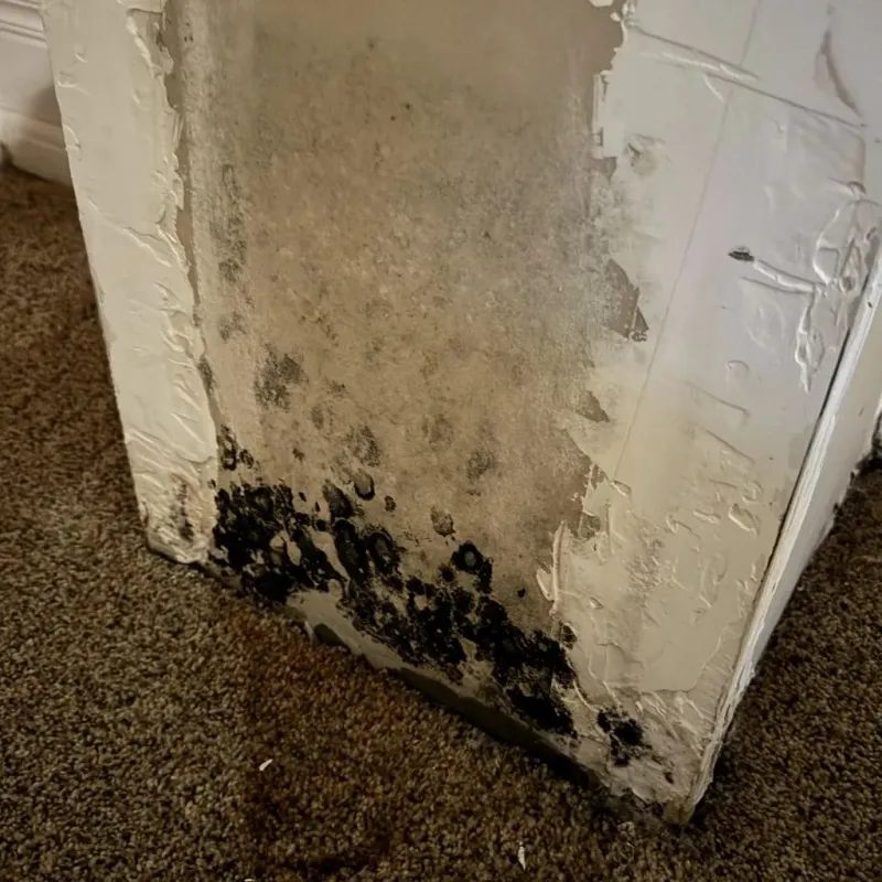 Professional Mold Removal in Dupont, PA